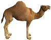 Dromedary Camel Arabic