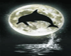 Dolphin Night Moon