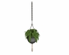 Potted hanging plant