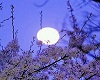 Cherry Blossom Night