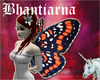 Butterfly - Fritillaries