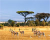 Safari Gazelle Picture