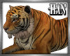 [H]Tiger ► Pet