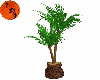potted palm tree 2