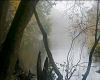 Tree Series #2