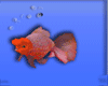 [AM]PinkLionChuGoldFish