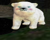 Bear Cub White/ blue eye