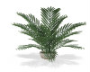 (SS) Palm flowerpot