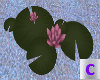 Blush Water Lily