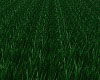 Dj effect Grass