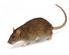 ^MK^ New Rat !!!!! YA3