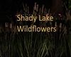 Shady Lake Wildflowers