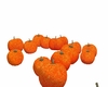 Orange Pumpkin Patch