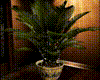 Lighted Plant