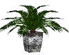 Palm Large Plant