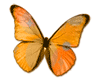 Butterfly 011