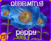 MJ Blue Poppy Blooms!