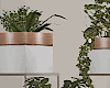 Plants Set