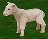 Baby Lamb