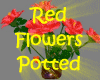 ! Red Flowers ~ Potted