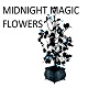 Midnight Magic Flowers