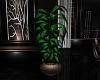AVALON POTTED PLANT