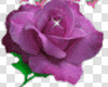 Animated purple rose