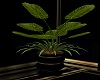 *cp*lovers room plant