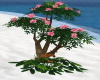 Ibiscus Flowers Tree