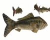 Bass Fish