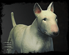 #english bull terrier