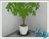 K. Mini Indoor Tree 
