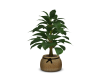 Country Potted Plant