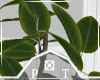 Modern House Plant V2