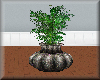 zilver vases+big plant