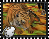 (*A) Bengal Tiger Wk