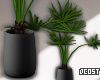 Sellom Plant Black
