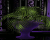 Memz Purple Plant