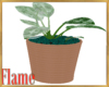 Potted plant malachite