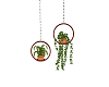 Hanging Plants