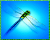 Dragonfly Ad Cover
