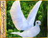 I~White Doves