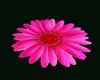 rug pink flower