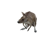 Kangaroo With Pose
