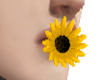 𝕰𝕻 sunflower -M-