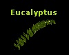 Eucalyptus [Dev]