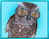 Grey Owl Pet