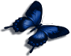 {R} blue butterfly small
