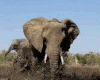 Ridable Adult Elephant