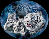 White Tigers Picture